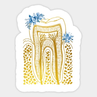 Tooth Structure Sticker